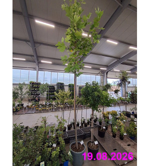 Liriodendron tulipifera C 30 L